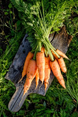 Güneşli bir günde havuç hasadı 