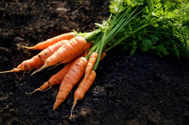 Güneşli bir günde havuç hasadı 