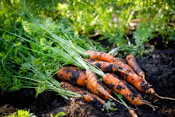 Carrot Harvest Sunny Day — Stock Photo, Image