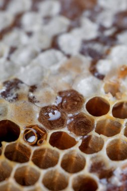 Honyecomb kapatma şablonu.