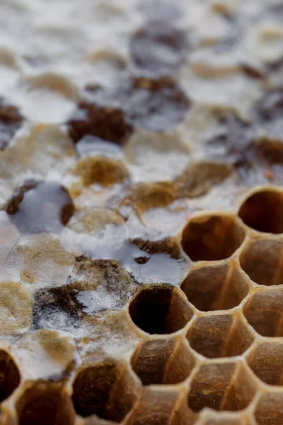 Honyecomb kapatma şablonu.