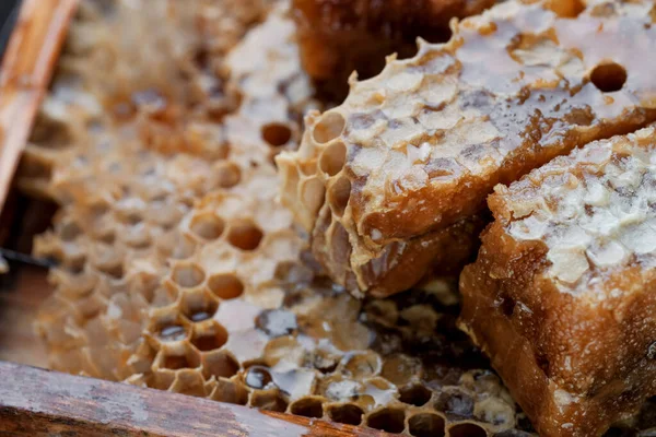 Honyecomb kapatma şablonu.