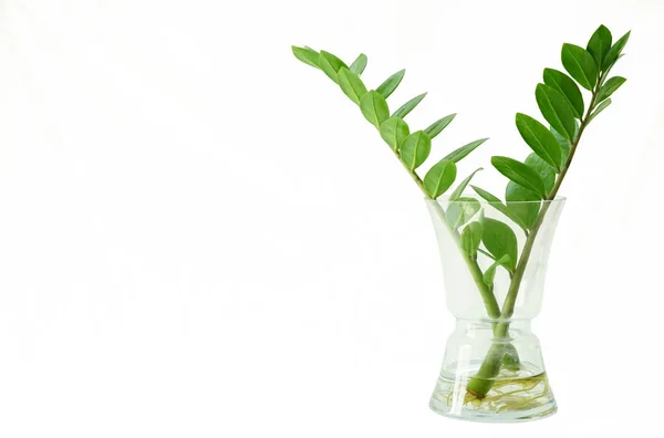 Zamioculcas Zamifolia Tiszta Üveg Palackban Fehér Baclground — Stock Fotó