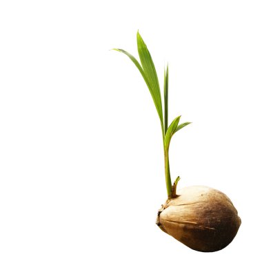 coconut shoot seedlings are growing sprout on white background clipart