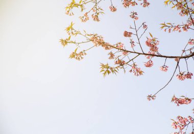 Mavi gökyüzü ve beyaz bulutlar ile zıt renk güzel Prunus cerasoides pembe çiçekler çiçek