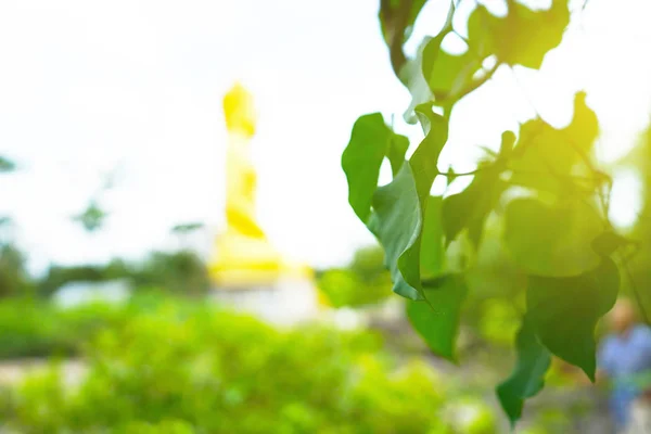 Green Bodhi Leaves Blurry Budha State Background Sunrise — Stock Photo, Image