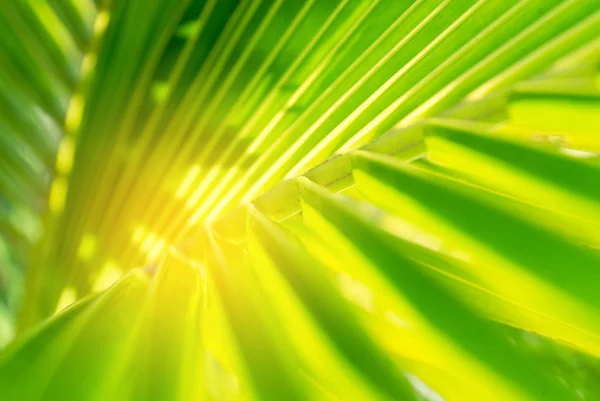 Grüne Frische Palmblätter Und Sonnenlicht — Stockfoto