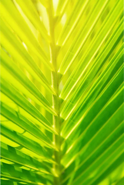 Vacker Grön Natur Kokos Blad Solljus Naturlig Grönska Kokos Blad — Stockfoto
