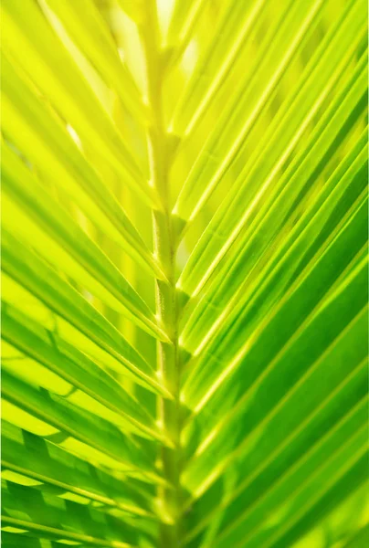 Hermosa Naturaleza Verde Hoja Coco Luz Del Sol Vegetación Natural — Foto de Stock