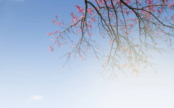 Beautiful Pink Cherry Blossom Flower Blooming Blue Sky White Clouds — Stock Photo, Image