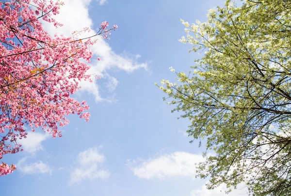 Surface Blurry Beautiful Pink White Cherry Blossom Flower Blooming Blue — Stock Photo, Image