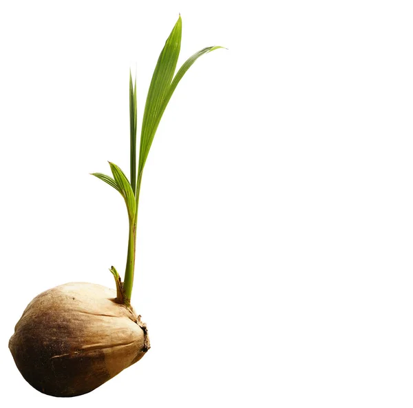 Coconut Shoot Seedlings Growing Sprout White Background — Stock Photo, Image