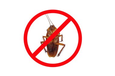 Hamamböcekleri insanlara farklı mikroplar taşırlar. Sağlık kavramı