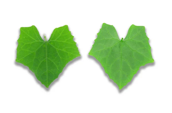 흰색 배경에 아이비 바덩이 잎 — 스톡 사진