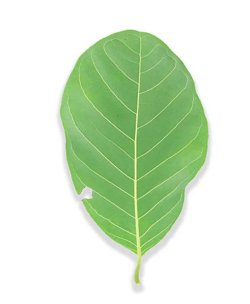 녹색 잎 설탕 사과 고립 된 흰색 배경 — 스톡 사진