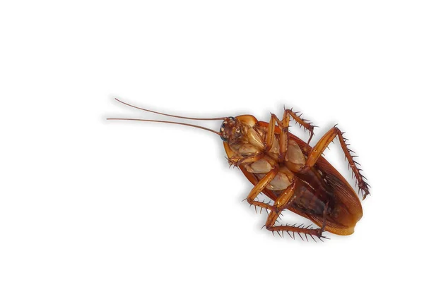 Dead cockroach isolated white background. — Stock Photo, Image