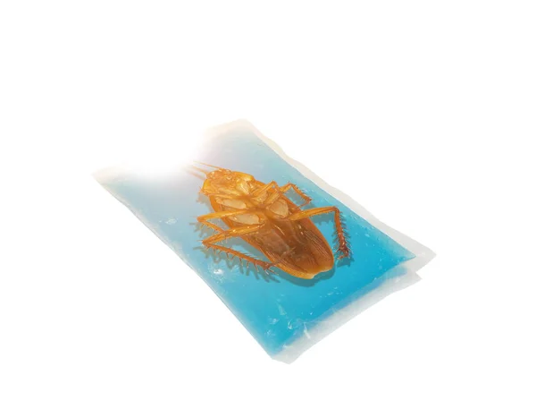 Las cucarachas son portadoras de enfermedades muertas en jell cold pack — Foto de Stock