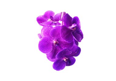 güzel pembe vanda orkide çiçek.