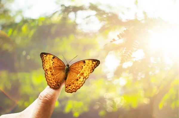 Butterfly on hand in jungle the beauty of nature — Stock Photo, Image