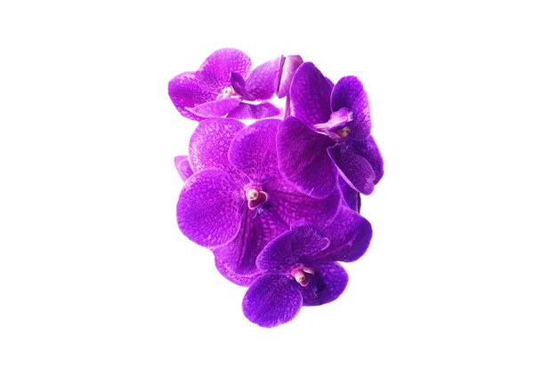 Orchidée de vanda images libres de droit, photos de Orchidée de vanda |  Depositphotos