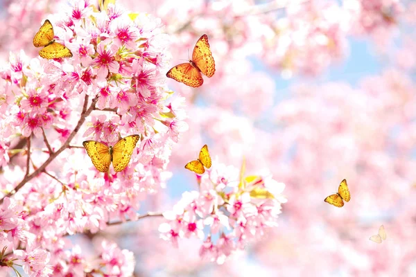 Beautiful cherry blossom sakura with butterfly in spring time ov — Stock Photo, Image