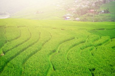Dağlarda pirinç tarlaları ve kulübeler. Dağların arkasındaki çeltik tarlalarının üzerinde güzel güneş ışığı..