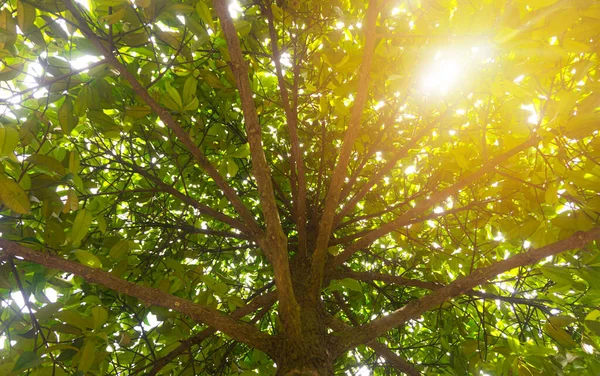 Dołu Góry Widok Duriana Drzewa Lesie Promienie Słoneczne Koronie Drzewa — Zdjęcie stockowe