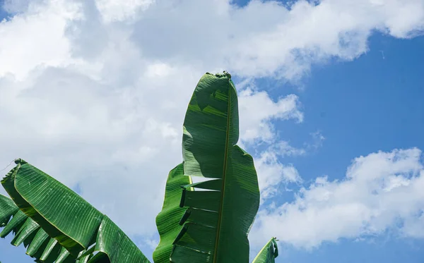 Hoja Plátano Palmeras Tropicales Contra Cielo Azul Palmeras Tropicales Sobre — Foto de Stock