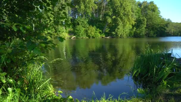 Lagoa na floresta — Vídeo de Stock