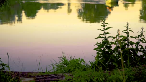 Kvällen på fiske damm — Stockvideo