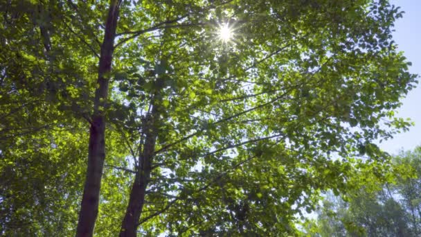 Sol en hojas de árboles — Vídeos de Stock
