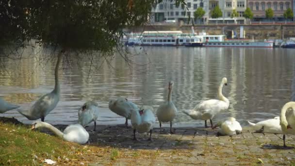 Cisnes descansando en Praga — Vídeos de Stock