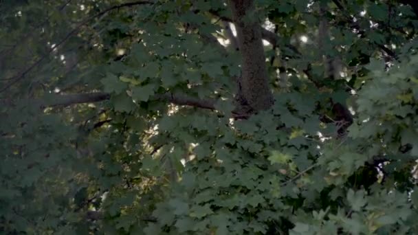 枫叶中的太阳 — 图库视频影像