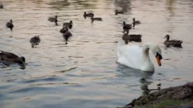 Kuğu ve ördekler Nehri üzerinde