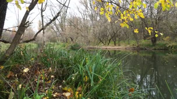 Otoño en el río — Vídeos de Stock