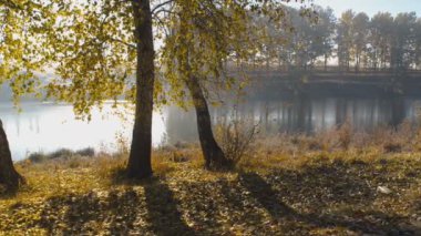 Ağaç sonbaharda Nehri üzerinde