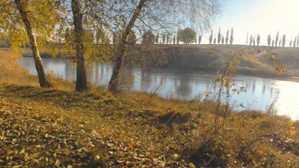 Ağaçlar ve düşen yapraklar Nehri üzerinde — Stok video