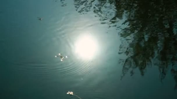 Zon weerspiegelen in water — Stockvideo