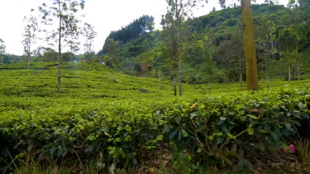 Nuwara Eliya en Sri Lanka — Vídeos de Stock