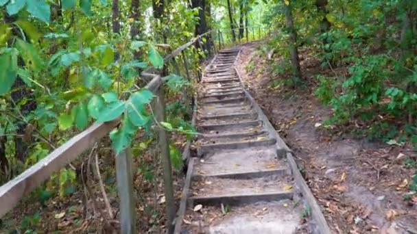 Old wooden staircase in forest — Stock Video