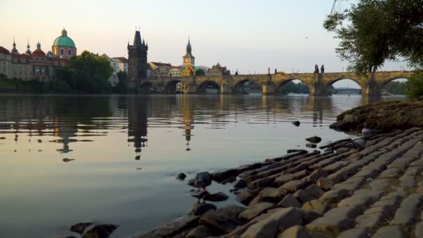 Duiven Vliegen Rivier Vltava Charles Brug Praag — Stockvideo