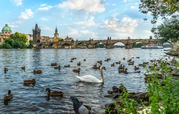 Лебеді і качки на річці Влтава — стокове фото