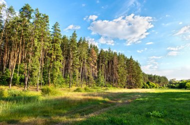 Çam ormanı ve çayır