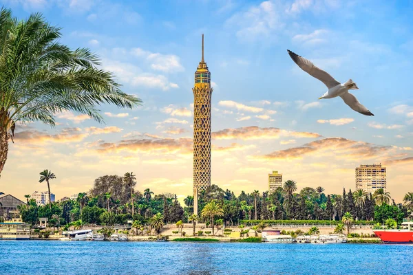 海鸥和开罗电视塔 — 图库照片
