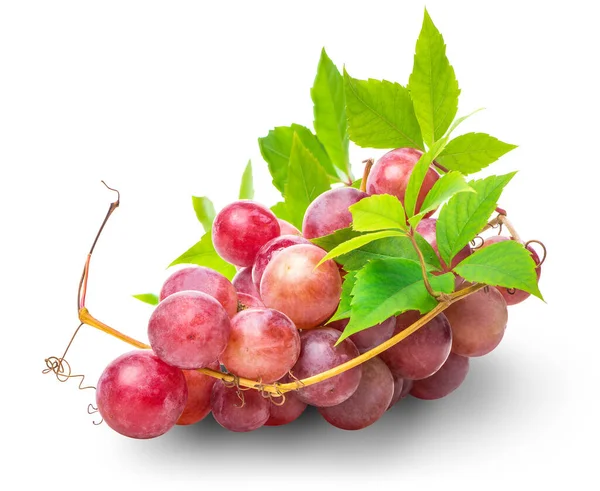 Csomó-ból rózsaszín szőlő — Stock Fotó