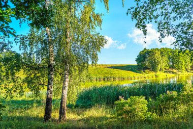Nehirde huş ağaçları