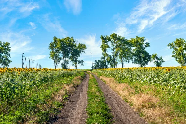 Straße und Sonnenblumen — Stockfoto