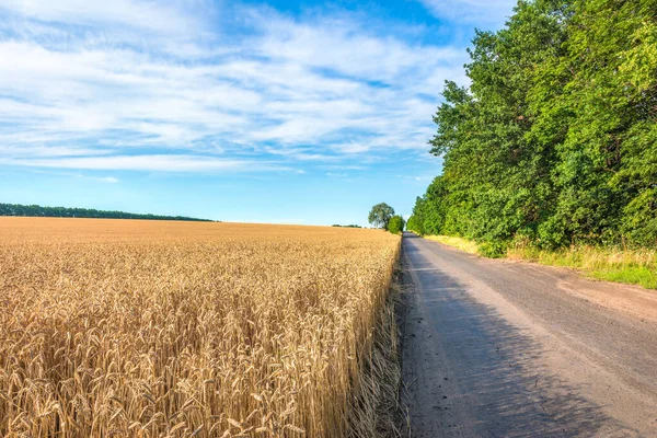 Feld Von Reifem Weizen Und Landstraße — Stockfoto