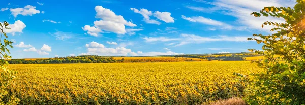 Panorama der Sonnenblumenfelder — Stockfoto