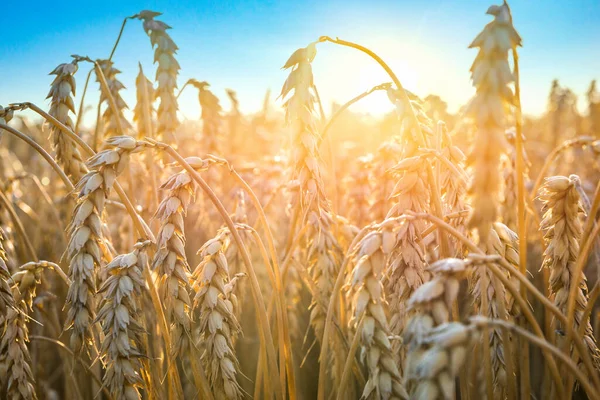 Reifer Goldener Weizen Aus Nächster Nähe Unter Blauem Himmel Bei — Stockfoto
